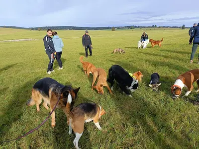 Dog Activity - Educateur et Comportementaliste Canin sur Pontarlier et Ses Alentours