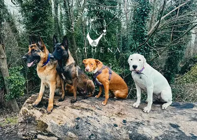 Athena Éducation