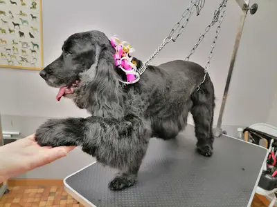 Loulous de Rêve