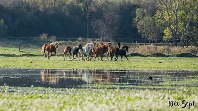Aur Horse Équitation