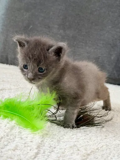 Chatterie des Coon Impériaux