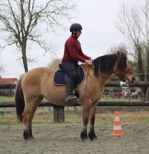 Le Cheval Henson Élevage de Carole et Thierry Bizet