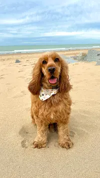 La Griffenoire