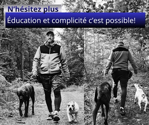 Un Chien Presque Parfait - Educateur Comportementaliste Canin À Saint-avold, Creutzwald, Forbach