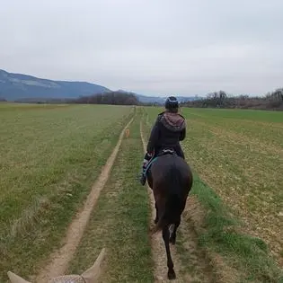 Ecurie les 3 Graines - Equitation Raisonnée