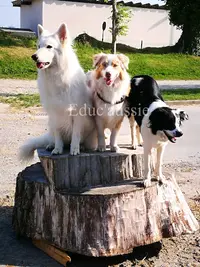 Lilwenn Éducateur Canin - Educ Aussie