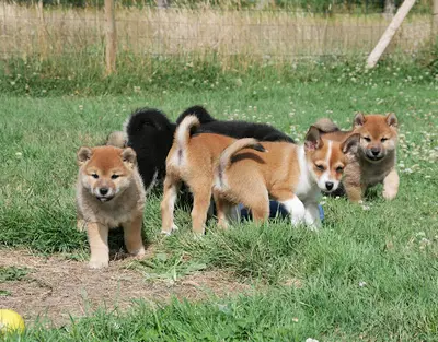Elevage des Landes d'Etten - Shiba Inu et Chien Norvégien de Macareux -