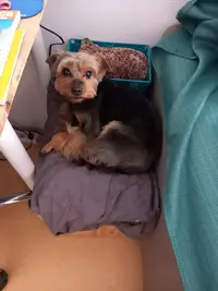 Au Chien Chic