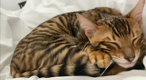 Du Clos Bagheera Bengal-toyger