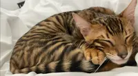 Du Clos Bagheera Bengal-toyger