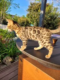 Chatterie Moonlight S Bengal