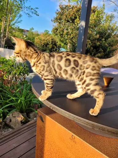 Chatterie Moonlight S Bengal