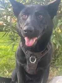 Donne la Patte - Pension Canine