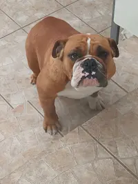 Sweety Bullyz & Mainz