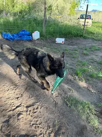 Dog Academia Cevennes - Educateur et Comportementaliste Canin