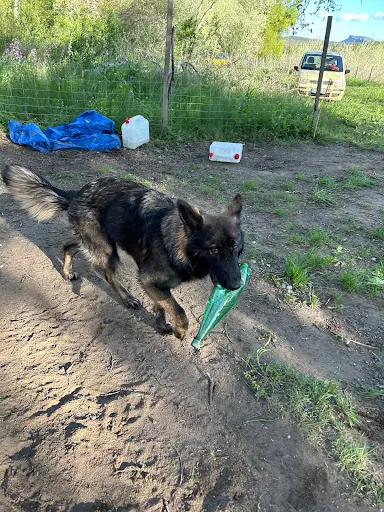 Dog Academia Cevennes - Educateur et Comportementaliste Canin