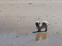 Toutou Clean