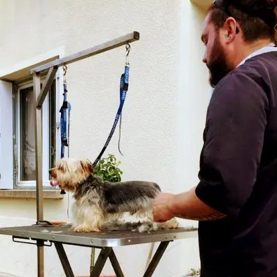 Bulles d'Or - Toilettage Canins et Félins À Domicile