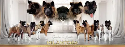 Milantosa