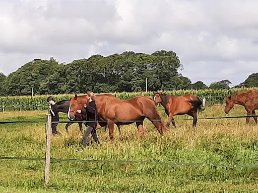 Esprit Cheval
