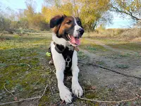 Pension Canine Familiale Pacopi