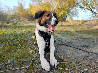 Pension Canine Familiale Pacopi