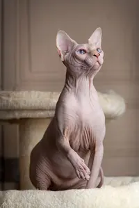 Chatterie de la Blanche