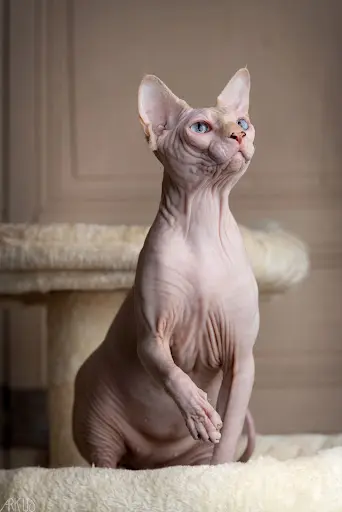 Chatterie de la Blanche