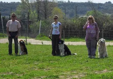 Dressage Canin Nicolas Mora