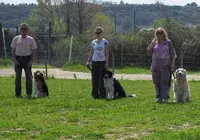 Dressage Canin Nicolas Mora
