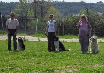 Dressage Canin Nicolas Mora