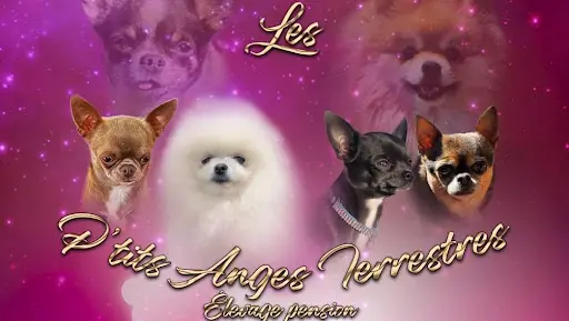 Les P’tits Anges Terrestres Élevage de Chihuahua et Spitz
