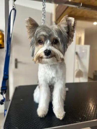 Pomoro