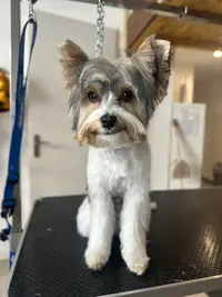 Pomoro
