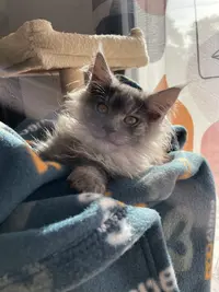 Les Ch Amis Coon d'Olivia - Chatterie Élevage Maine Coon