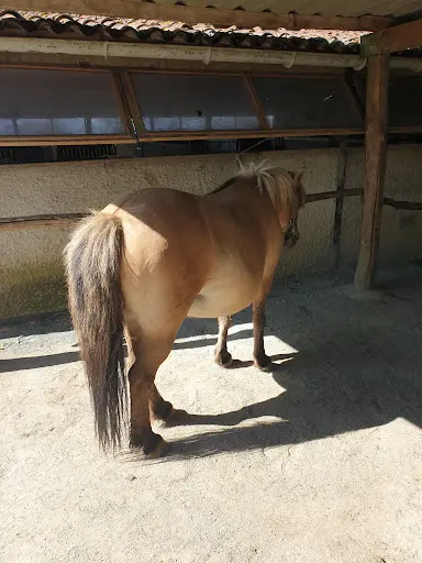 Cercle Equestre de la Loge