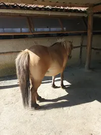 Cercle Equestre de la Loge