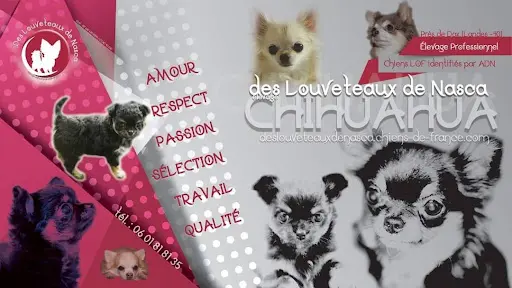 Elevage des Louveteaux de Nasca - Chihuahuas Poils Longs Lof (ldn Sas)