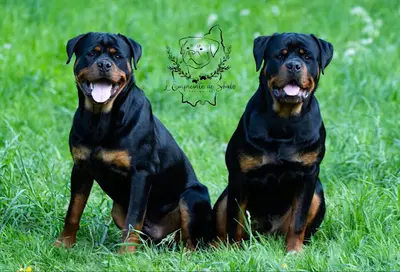 Élevage L’empreinte de Shalo - Rottweiler Lof