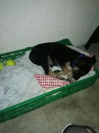 Dog Ecole