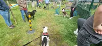 Dressage Canin 16