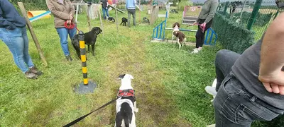 Dressage Canin 16