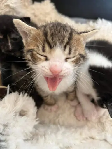 Association Nos Amis Nos Animaux (n.a.n.a)