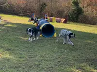 Lucky Dogs