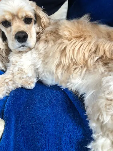 Au Calin du Chien