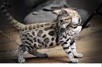 Beauty Wild - Élevage Bengal, British et Maine Coon