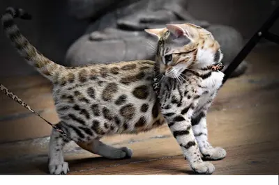 Beauty Wild - Élevage Bengal, British et Maine Coon