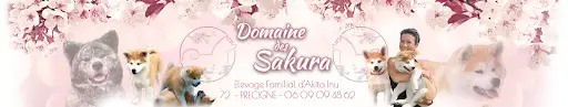 Akita Inu du Domaine des Sakura