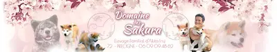 Akita Inu du Domaine des Sakura