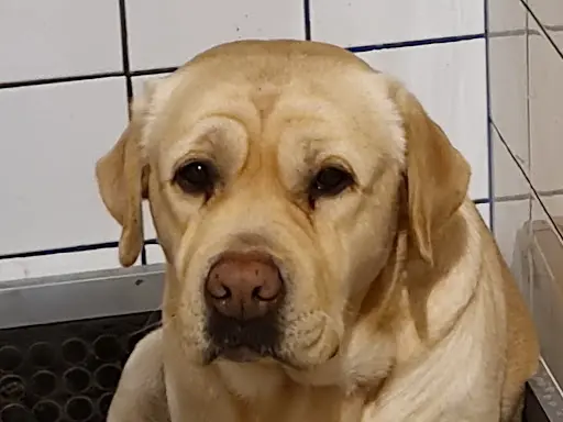 Labrador du Verger des Plaines